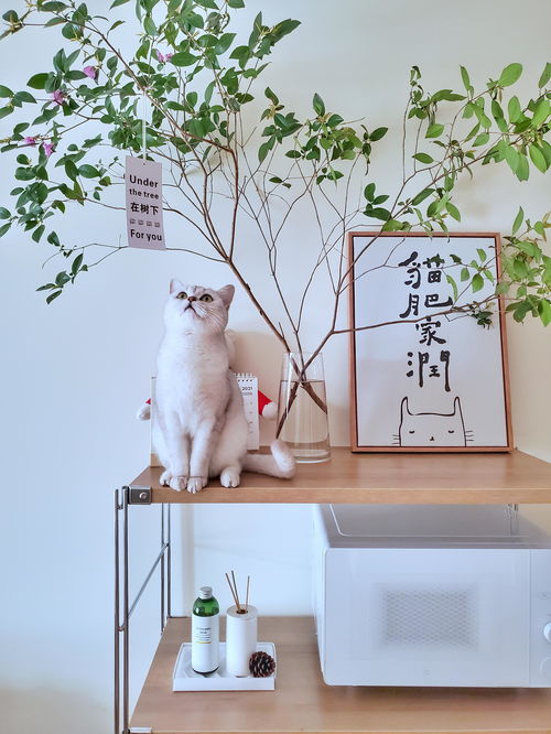 寵物用品如何收納？規(guī)劃整理師教你巧用寵物衣架